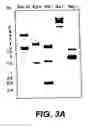 Fig. 06 - Cloning, sequencing and expression of a gene encoding an eukaryotic amino acid racemase, and diagnostic, therapeutic, and vaccination applications of parasite and viral mitogens