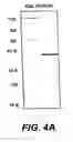 Fig. 09 - Cloning, sequencing and expression of a gene encoding an eukaryotic amino acid racemase, and diagnostic, therapeutic, and vaccination applications of parasite and viral mitogens