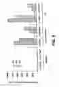 Fig. 20 - Cloning, sequencing and expression of a gene encoding an eukaryotic amino acid racemase, and diagnostic, therapeutic, and vaccination applications of parasite and viral mitogens
