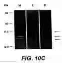 Fig. 23 - Cloning, sequencing and expression of a gene encoding an eukaryotic amino acid racemase, and diagnostic, therapeutic, and vaccination applications of parasite and viral mitogens