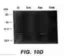 Fig. 24 - Cloning, sequencing and expression of a gene encoding an eukaryotic amino acid racemase, and diagnostic, therapeutic, and vaccination applications of parasite and viral mitogens
