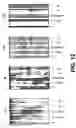 Fig. 27 - Cloning, sequencing and expression of a gene encoding an eukaryotic amino acid racemase, and diagnostic, therapeutic, and vaccination applications of parasite and viral mitogens