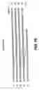 Fig. 31 - Cloning, sequencing and expression of a gene encoding an eukaryotic amino acid racemase, and diagnostic, therapeutic, and vaccination applications of parasite and viral mitogens