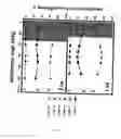 Fig. 06 - Methods to detect lineage-specific cells