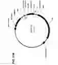 Fig. 41 - Interferon-beta gene therapy using an improved, regulated expression system