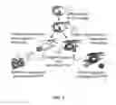 Fig. 02 - Antigen-presenting cell populations and their use as reagents for enhancing or reducing immune tolerance