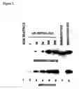 Fig. 03 - Chimeric polypeptides and their use