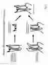 Fig. 03 - Structure for presenting desired peptide sequences