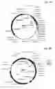 Fig. 06 - Structure for presenting desired peptide sequences