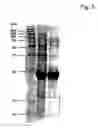 Fig. 07 - Structure for presenting desired peptide sequences