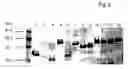 Fig. 08 - Structure for presenting desired peptide sequences