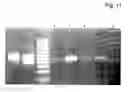 Fig. 16 - Structure for presenting desired peptide sequences