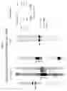 Fig. 03 - Diagnostic methods for the detection of autism spectrum disorder