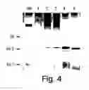 Fig. 07 - 2-O sulfatase compositions and methods of analyzing therewith