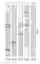 Fig. 12 - 2-O sulfatase compositions and methods of analyzing therewith