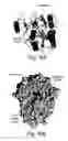 Fig. 13 - 2-O sulfatase compositions and methods of analyzing therewith