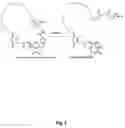 Fig. 04 - Lactamase amplification substrate