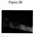 Fig. 06 - Method and apparatus for detecting and quantifying bacterial spores on a surface