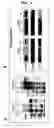 Fig. 05 - Method for improving solubility and folding efficiency of target proteins using RNA as molecular chaperone
