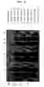 Fig. 07 - Method for improving solubility and folding efficiency of target proteins using RNA as molecular chaperone