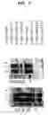 Fig. 10 - Method for improving solubility and folding efficiency of target proteins using RNA as molecular chaperone