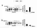 Fig. 16 - Method for improving solubility and folding efficiency of target proteins using RNA as molecular chaperone