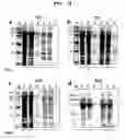 Fig. 19 - Method for improving solubility and folding efficiency of target proteins using RNA as molecular chaperone