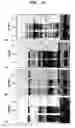 Fig. 20 - Method for improving solubility and folding efficiency of target proteins using RNA as molecular chaperone