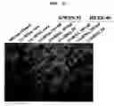 Fig. 22 - Method for improving solubility and folding efficiency of target proteins using RNA as molecular chaperone