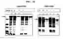 Fig. 23 - Method for improving solubility and folding efficiency of target proteins using RNA as molecular chaperone