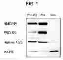 Fig. 02 - Mammalian prickle gene