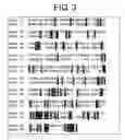 Fig. 04 - Mammalian prickle gene