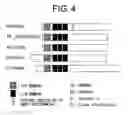 Fig. 05 - Mammalian prickle gene