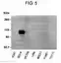 Fig. 06 - Mammalian prickle gene