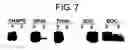 Fig. 08 - Mammalian prickle gene