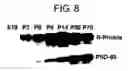 Fig. 09 - Mammalian prickle gene