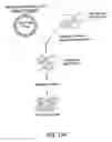 Fig. 44 - Nell peptide expression systems and bone formation activity of nell peptide