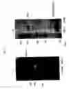 Fig. 49 - Nell peptide expression systems and bone formation activity of nell peptide