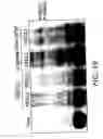 Fig. 50 - Nell peptide expression systems and bone formation activity of nell peptide