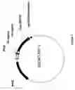 Fig. 06 - Mannitol induced promoter systems in bacterial host cells
