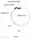 Fig. 10 - Mannitol induced promoter systems in bacterial host cells