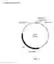 Fig. 03 - Cell lines for expressing enzyme useful in the preparation of amidated products
