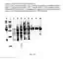 Fig. 13 - Cell lines for expressing enzyme useful in the preparation of amidated products