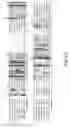 Fig. 06 - 2-O sulfatase compositions and methods of degradation therewith