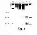 Fig. 07 - 2-O sulfatase compositions and methods of degradation therewith