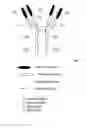 Fig. 02 - Monoclonal antibody with the capability of neutralizing enterovirus type 71 infection