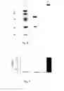 Fig. 07 - Monoclonal antibody with the capability of neutralizing enterovirus type 71 infection