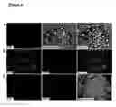 Fig. 05 - Methods and kits for drug screening and toxicity testing using promoter-reporter cells derived from embryonic stem cells