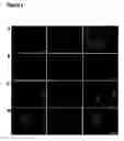 Fig. 06 - Methods and kits for drug screening and toxicity testing using promoter-reporter cells derived from embryonic stem cells