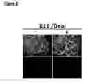 Fig. 07 - Methods and kits for drug screening and toxicity testing using promoter-reporter cells derived from embryonic stem cells